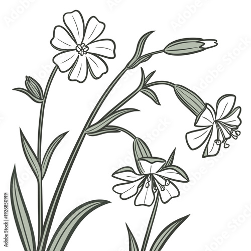 silene with leaves