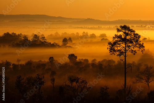 A foggy forest with a tree in the foreground Thung Salaeng Luang ,Phetchabun ,Savannah of Thailand