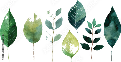 Various tropical leaves on white background green leaves isolated on a transparent background .A vibrant grapevine branch showcasing the fresh, new growth of spring, with bright green leaves and del
 