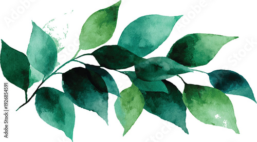 Various tropical leaves on white background green leaves isolated on a transparent background .A vibrant grapevine branch showcasing the fresh, new growth of spring, with bright green leaves and del
 