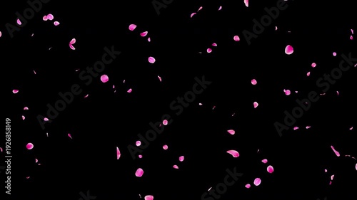 Seamless Loop Falling Pink Flower Petals Video Background with Alpha Channel, Natural Flow Ume Plum Blossom Animation Stock Video Overlay, Romantic Spring Wedding Celebration, 4K ProRes 4444