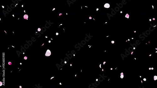 Seamless Loop Falling White and Pink Flower Petals with Alpha Channel, Realistic Ume Plum Blossom Flowing Diagonally, Spring Wedding Celebration Background, 4K ProRes 4444