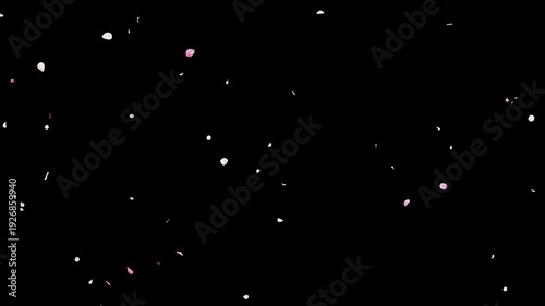 Seamless Loop Falling White and Pink Flower Petals with Alpha Channel, Realistic Ume Plum Blossom Drifting Diagonally, Spring Wedding Celebration Background, 4K ProRes 4444