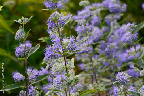 Mönchspfeffer, Vitex agnus-castus, Heilpflanze
