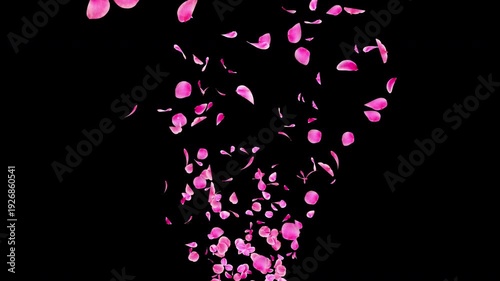 Pink Flower Petals Rising from Bottom Center Video Background with Alpha Channel, Realistic Ume Plum Blossom Animation Stock Video Overlay, Romantic Spring Wedding Celebration, 4K ProRes 4444