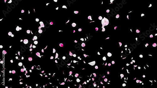 White and Pink Flower Petals Rising from Bottom Center Video Background with Alpha Channel, Realistic Ume Plum Blossom Animation Stock Video Overlay, Spring Wedding Celebration, 4K ProRes 4444