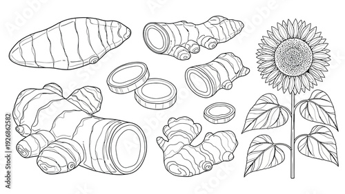 Line drawing of ginger root pieces, sliced discs, and a blooming sunflower with leaves. The illustration conveys a natural and organic theme.