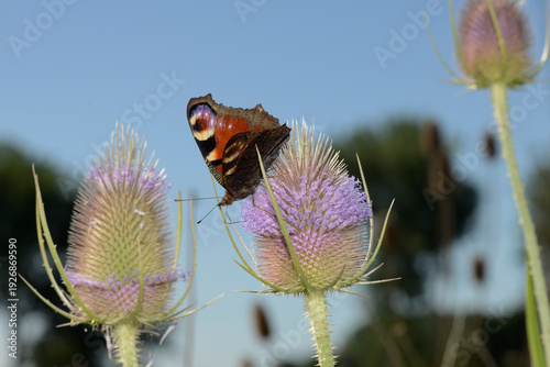 Cuadro en lienzo Wilde Karde, Dipsacus silvestris