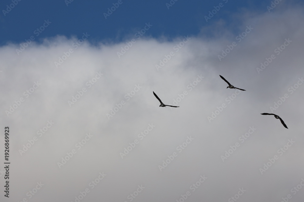 Obraz premium flight of Canada geese climbing away into puffy white clouds in Autumn (seasonal)