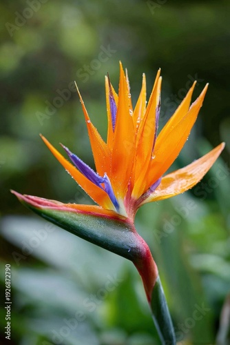 Vibrant bird of paradise flower with raindrops in lush greenery