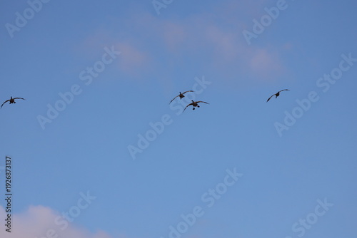 Quadro su tela four Canada geese banking, flaring and braking to descend into landing under dee