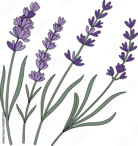 Purple Lavender Floral Illustration Isolated