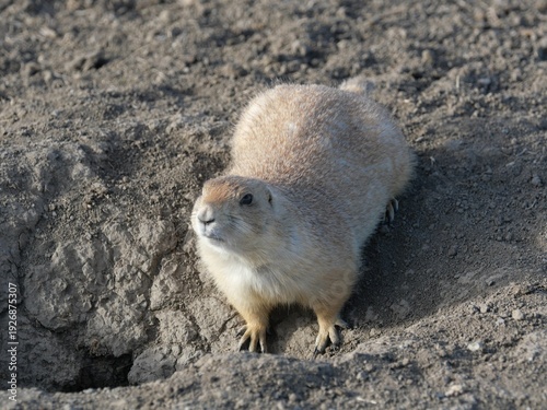 Bild auf Leinwand Black-tailed Prairie Dog (Cynomys ludovicianus) at Burrow Entrance, Colorado