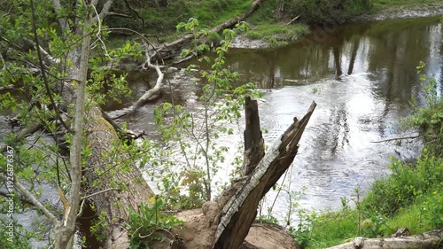 Wallpaper Mural A quiet forest river flows beneath a large fallen tree trunk surrounded by lush spring vegetation. Reflections of trees shimmer on the water as dense green plants frame the peaceful woodland scene.  Torontodigital.ca