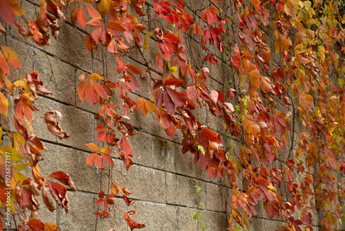 Wallpaper Mural Orange leaves of wild grapes. Natural bright autumn background. A vine is hanging down a stone wall. An authentic conceptual design background. Delicate leaves in warm shades of autumn. Wilting time Torontodigital.ca