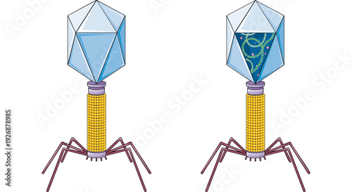 Bacteriophage viruses illustrated showing their complex structure and inner components, a depiction of scientific research and cellular biology