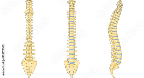 Anatomical illustration of the human spine in three views anterior, posterior, and lateral. Detailed vertebral column depiction for medical and educational use