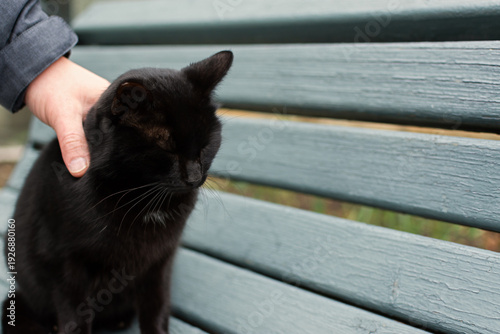 Wallpaper Mural Beautiful black cat street. He is sitting on a bench, people are stroking him. Fluffy beautiful serious adult cat. Portrait of a street or domestic cat in close-up. Caring for animals kindness concept Torontodigital.ca