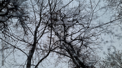 Snow on the car window, snowflakes on the car glass.
Trees in the snow. Winter landscape. Snow covered trees. Selective focus
