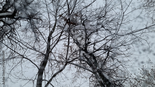 Snow on the car window, snowflakes on the car glass.
Trees in the snow. Winter landscape. Snow covered trees. Selective focus
