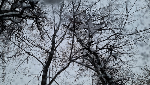 Snow on the car window, snowflakes on the car glass.
Trees in the snow. Winter landscape. Snow covered trees. Selective focus
