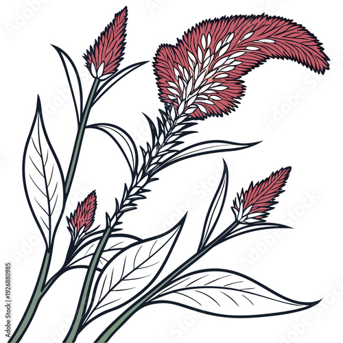 celosia cristata with leaves