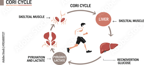 Cori Cycle Infographic Showing Lactate Glucose Metabolism Between Liver and Skeletal Muscle During Exercise Energy Production Medical Vector Illustration