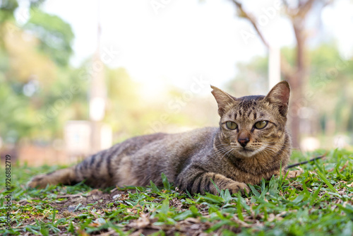 Vászonkép Brown tabby stray cat clipped ear internationally symbol indicating community cat that has been spay neuter animal welfare TNR programs lying on grass in Lumphini park Bangkok Thailand