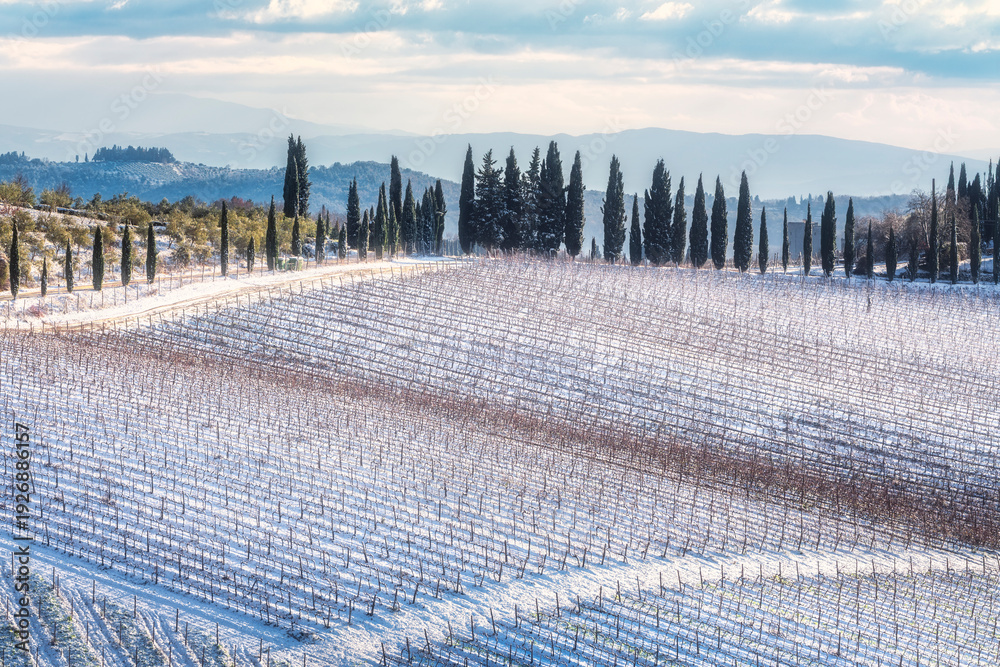 Naklejka premium Snowy Chianti Vineyard with Cypresses at Radda in Chianti