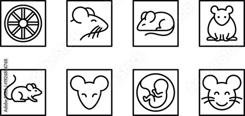 Mouse life cycle icons set, cute rodent stages from embryo to adult, black line vector illustration isolated on white background