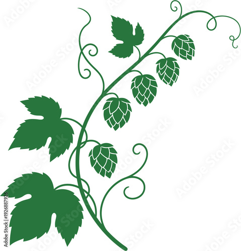 Elegant botanical graphic featuring a climbing hop plant branch with fresh green cones and leaves, perfect for brewing, nature, or organic product designs