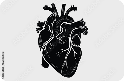 Anatomical illustration of a human heart
