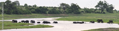 African Elephant Herd Crossing River – Panoramic Safari Landscape