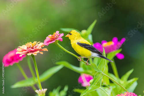 Fotografía 01640-19414 American Goldfinch (Spinus tristis) male on zinnia Marion Co