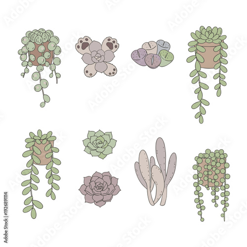 Collection of succulent plant illustrations featuring string of pearls, echeveria, lithops, and bear paw in hand drawn doodle style for gardening design