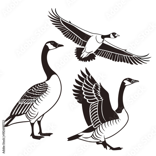 Three geese in different flying and standing positions Vector