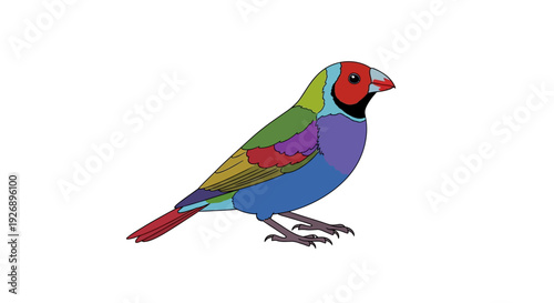 Colorful bird with vibrant feathers standing on white background showcasing its bright plumage and distinctive markings