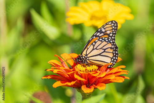 03536-07518 Monarch (Danaus plexippus) on zinnia sp. Jefferson Co. IL