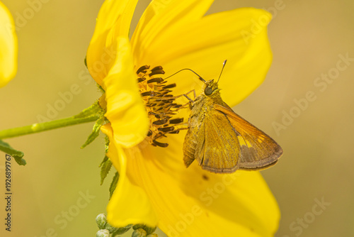 Εκτύπωση καμβά 03721-00118 Tawny-edged Skipper (Polites themistocles) on Common Boneset (Eupatorium perfoliatum) Marion Co