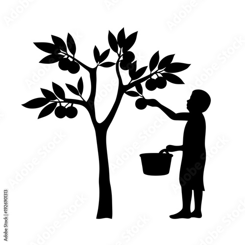 A person harvesting olives from a tree in the evening light Vector