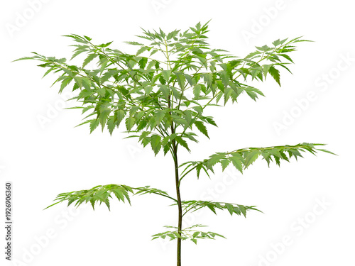 Single green small tree isolated on transparent background. Small plant isolated on transparent background. young plant or young tree isolated on white background. Small tree PNG. Small plant PNG.