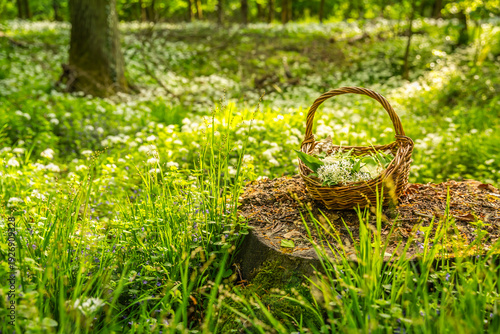 Wild Garlic (allium ursinum) in woodland. Harvesting Ramson leaves herb into wicker basket