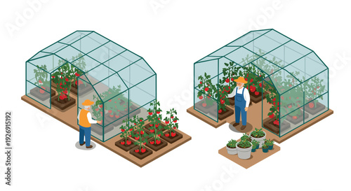isometric farmers gardening with tomato plants inside greenhouses hand drawn vector illustration set