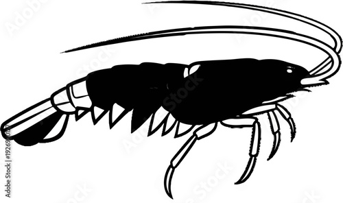 A black and white illustration of a crustacean with segmented body and multiple legs
