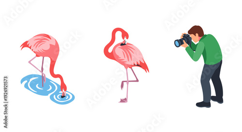vector illustration of two pink flamingos in different poses and a photographer with camera in flat style