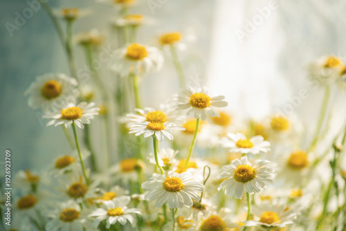 Foto Close-up of delicate white daisies with yellow centers blooming in soft natural