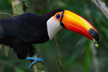 Keuken achterwand Toekan Reuzentoekan op tak in Iguazu  © Valentin