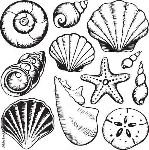 Black and white illustration of various seashells and starfish
