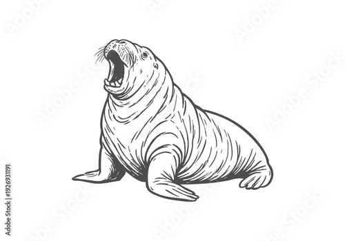 Walrus hand drawn simple sketch vector illustration
