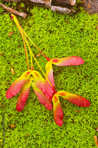 Foto Red maple, Acer rubrum, samaras
